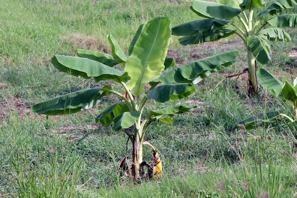 Banana plantation, Small Banana growing in farm, Banana tree plantation in nature, Agriculture banana garden