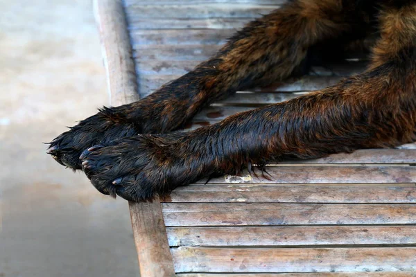 Wet Dog Legs Wet Dog Hairs — Stock Photo, Image