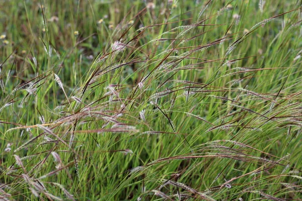 Gras Blume Gras Feld Hintergrund Morgendlicher Graswind Blies Sanft Berührte — Stockfoto