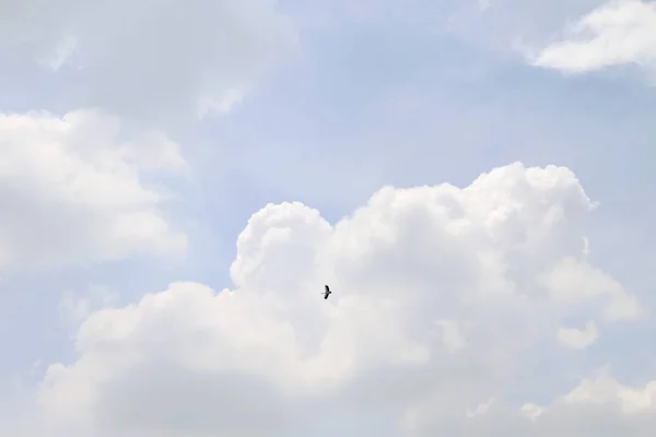 Небо Птица Маленькая Птица Летящая Вдали Белому Ясному Небу — стоковое фото