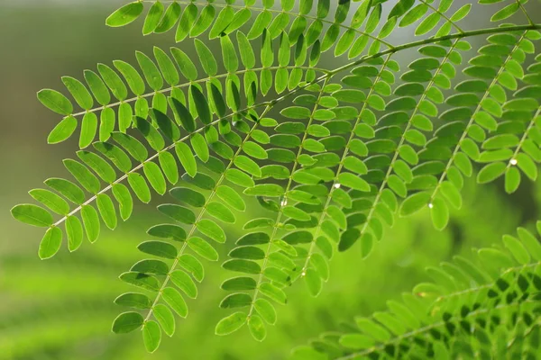 Acacia Leaf Soap Pod Acacia Concinna Willd Green Leaves Medicinal — Stock Photo, Image
