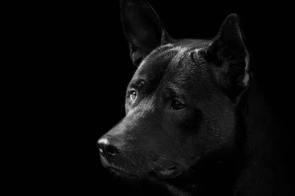 Dog Black Dog Face Close Foco Seletivo — Fotografia de Stock