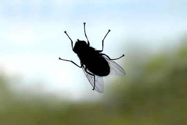 Fly Fly Bug Rovar Sziluett Menet Közben Fuvarozó Hasmenés Szelektív — Stock Fotó