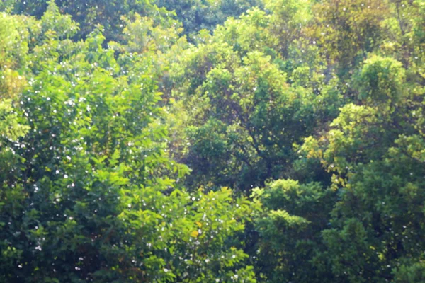 Suddig Skog Bakgrund Oskärpa Djupa Träd Skogen Bakgrunden Grön Natur — Stockfoto