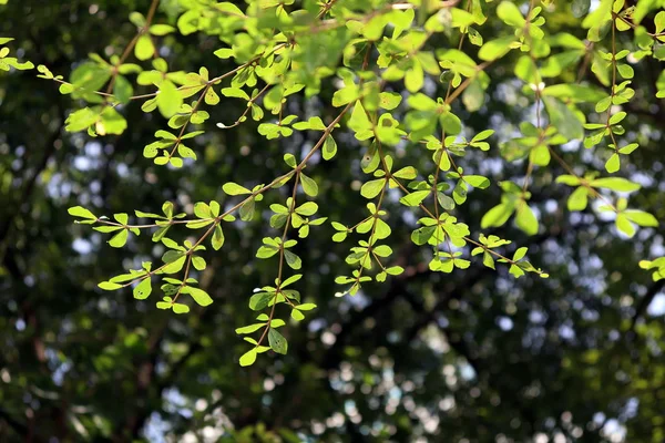 Bello Albero Ramo Foglia Pianta Naturale Albero Bokeh Ambiente Luminoso — Foto Stock