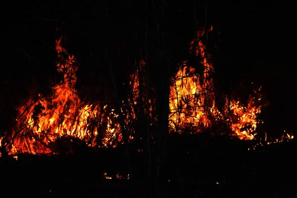 Brand Eld Brinnande Skog Skogsbrand Natten Selektivt Fokus — Stockfoto