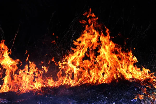 Brand Skogsbrand Natten Eld Brinnande Selektivt Fokus — Stockfoto