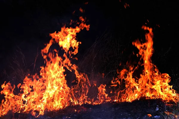 Brand Skogsbrand Natten Eld Brinnande Selektivt Fokus — Stockfoto