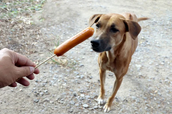 Dog Sausage Sausage Hand Dogs Brown Hungry Hungry Dog Selective — Stock Photo, Image