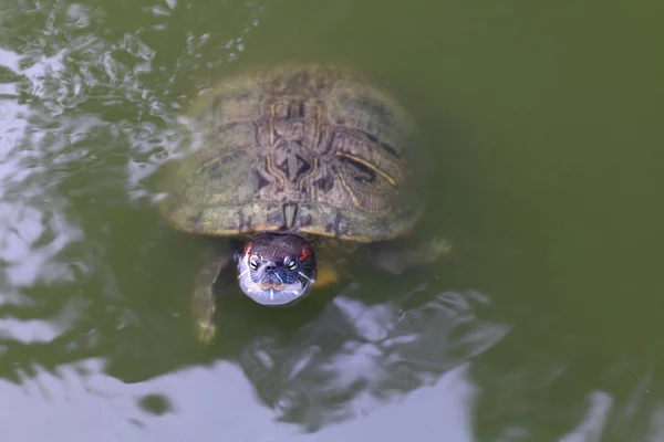 Sköldpadda Sköldpaddor Flytande Simmade Ytvattnet Freshwater Turtle Selektivt Fokus — Stockfoto