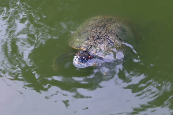 Sköldpadda Sköldpaddor Flytande Simmade Ytvattnet Freshwater Turtle Selektivt Fokus — Stockfoto