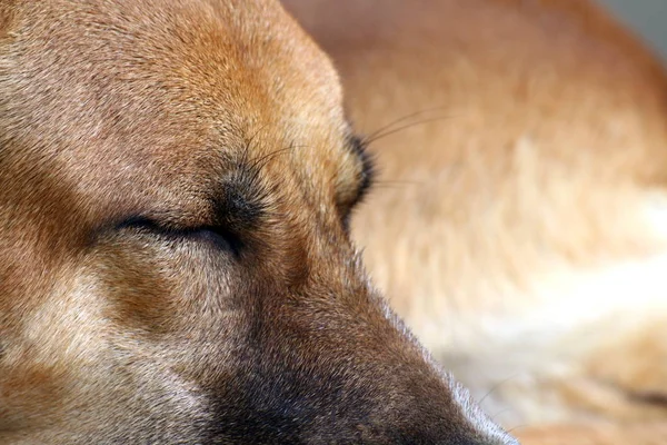 Dog Brown Sleep Dog Sleeping Closeup Selective Focus — Stock Photo, Image