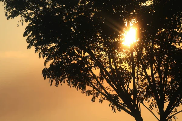 Zachód Słońca Rozmazane Drzewo Zachód Słońca Tle — Zdjęcie stockowe