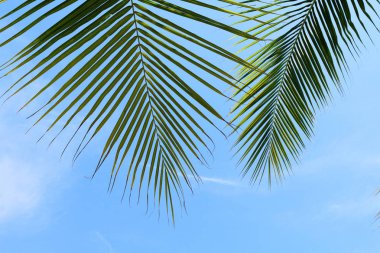Hindistan cevizi hurma yaprağı yakın kadar Hindistan cevizi yaprak arka planı, gökyüzü arka plan palmiye yaprağı