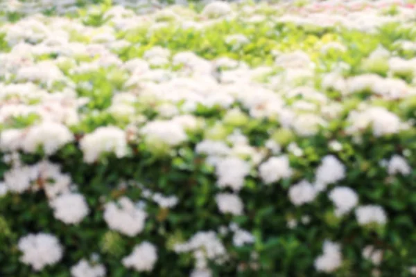 blur flower white background, blurred background image flower white and green leaf in garden