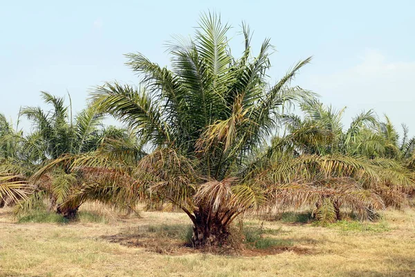 palm, oil tree palm garden, palm plantation