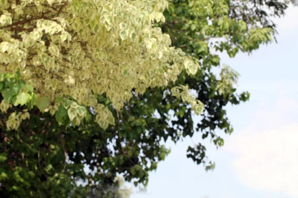 Borrão Arbusto Ramo Árvore Amarelo Branco Verde Brilhante Natureza Fundo — Fotografia de Stock