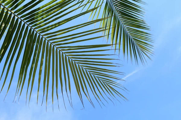 coconut palm leaf close up, coconut leaf background, palm leaf on sky background