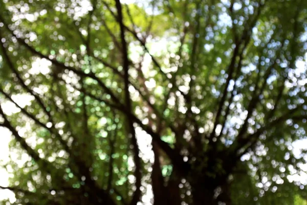 Blurred Tree Forest Background Nature Soft Jungle Background — Stock Photo, Image