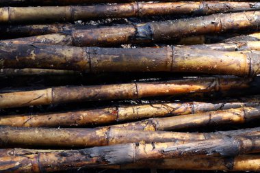 Şeker kamışı yan, kamışı, şeker kamışı, şeker kamışı yakın çekim plantasyon arka plan, şeker kamışı tarım yandı