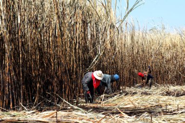 İşçi şeker kamışı, şeker kamışı ekimi yanık ve işçi, şeker kamışı tarlaları çiftlik, şeker kamışı, şeker kamışı tarım işçileri kesiyorsun