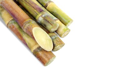 Şeker kamışı, kamışı, şeker kamışı parça taze, şeker kamışı şeker kamışı tarım beyaz arka plan üzerinde