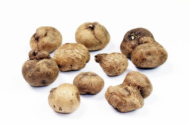 Dioscorea, Mun-NF'leri (Tay kelime), taze Dioscorea tuck, Dioscorea kaburgalar beyaz arka plan üzerinde kızamık fotoğraf izole kök