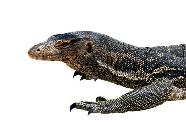Varanus salvator, beyaz arka plan üzerinde Asya izole (Varanus bengalesis) su monitör