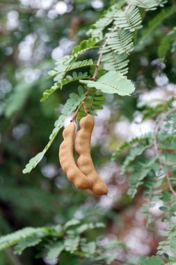 Demirhindi, demirhindi taze genç ağaç demirhindi (seçici odak üzerinde)