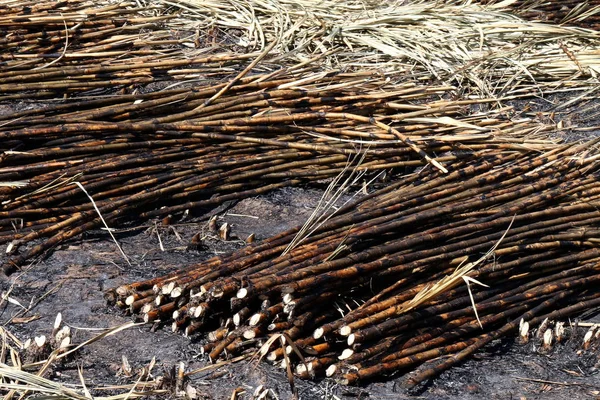 Suikerriet Plantages Branden Suikerriet Suikerriet Verbrand Snijden Vloer Veld Plantage — Stockfoto