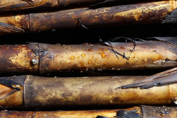 Sugar cane burn, cane, sugarcane, sugar cane burned close-up plantation background, sugarcane agriculture