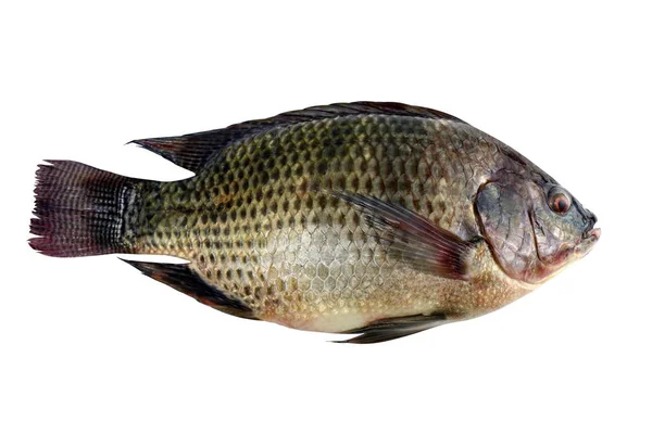 Tilapia Verse Nile Tilapia Vis Geïsoleerd Witte Achtergrond — Stockfoto