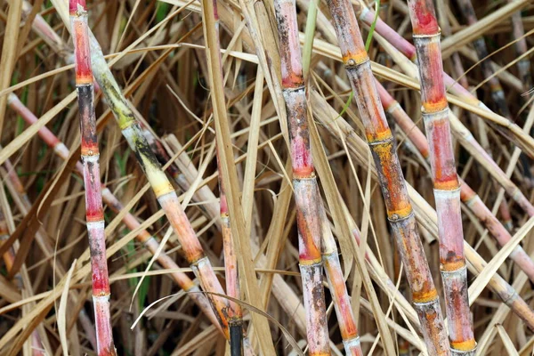 Zuckerrohr Frisch Plantage Zuckerrohr Zuckerrohrfarm Hintergrund Zuckerrohr Zuckerrohranbau — Stockfoto