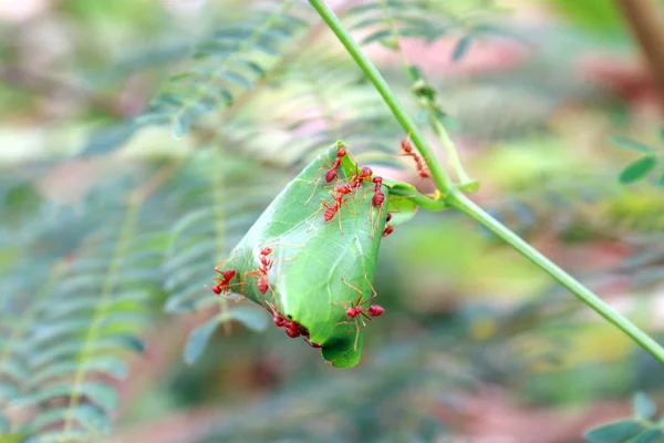 赤アリの巣 — ストック写真
