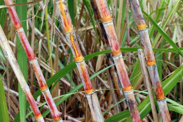 Sugar Cane Fresh Plantation Sugarcane Sugarcane Farm Background Sugar Cane — Stock Photo, Image