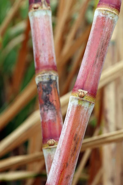 Plantation Fraîche Canne Sucre Gros Plan Sur Canne Sucre Agriculture — Photo