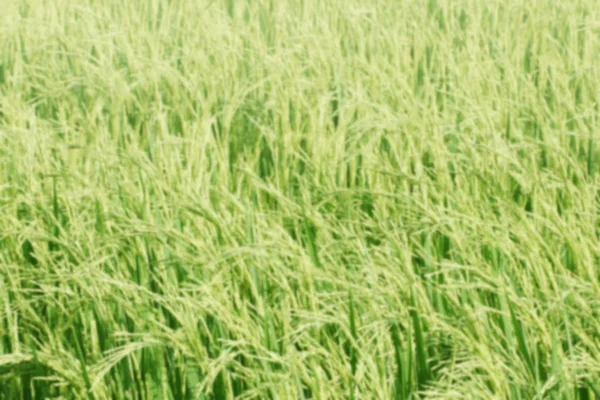 Fundo Arroz Desfocado Campo Fundo Desfocado Arroz Planta Arrozal Campo — Fotografia de Stock