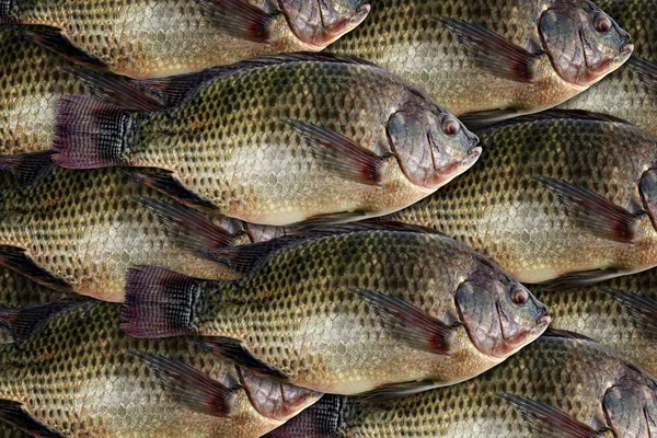 Tilapia Färska Nile Tilapia Fisk Många För Bakgrund — Stockfoto