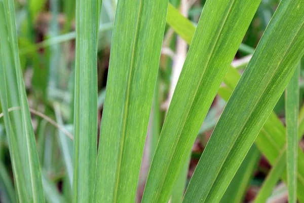 Zuckerrohrblätter Aus Frischen Grünen Nahaufnahmen Zuckerrohranbau — Stockfoto