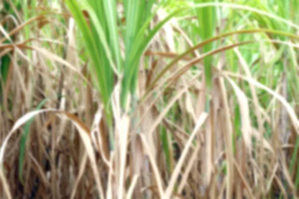 blurred sugar cane plantations farm for background, the tree cane field sugarcane blur background, sugarcane agriculture