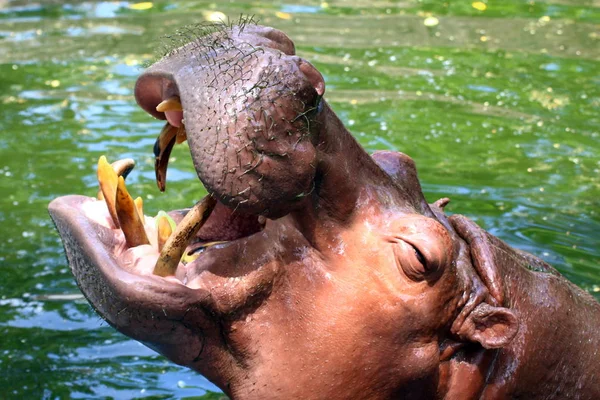 Hippo Hippopotamus Boca Aberta Hippopopotamus Água Perto — Fotografia de Stock