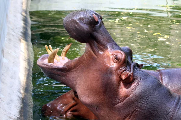 Hippo Hippopotamus Boca Aberta Hippopopotamus Água Perto — Fotografia de Stock