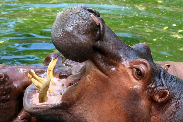 Hippo Hippopotamus Boca Aberta Hippopopotamus Água Perto — Fotografia de Stock