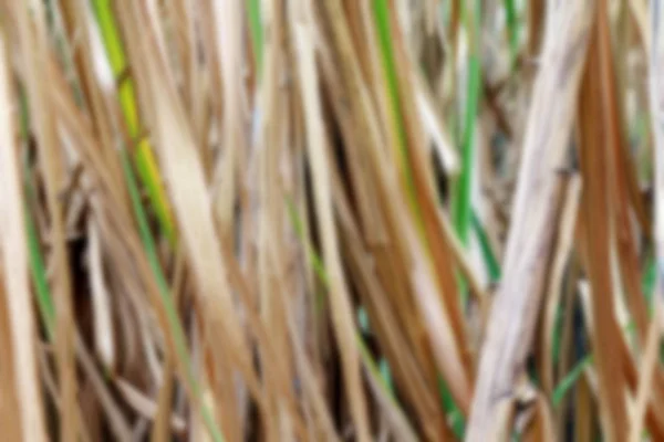사탕수수 농장에 말린된 사탕수수 — 스톡 사진