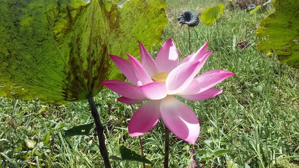 Lótus Rosa Bela Flor Lótus — Fotografia de Stock