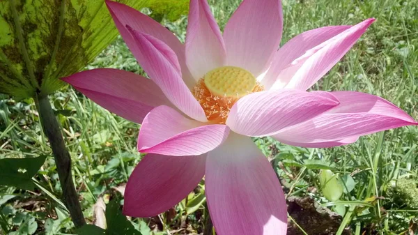 Lótus Rosa Bela Flor Lótus — Fotografia de Stock