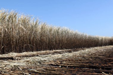 Hasat için arka plan resmi şeker kamışı çiftçi Farm şeker kamışı ekimi yanık, şeker kamışı, şeker kamışı alan yandı