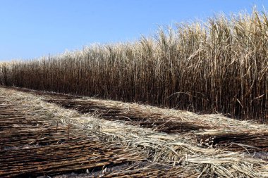 şeker kamışı, şeker kamışı ekimi, şeker kamışı alan hasat için arka plan resmi şeker kamışı çiftçi Farm yakıldı