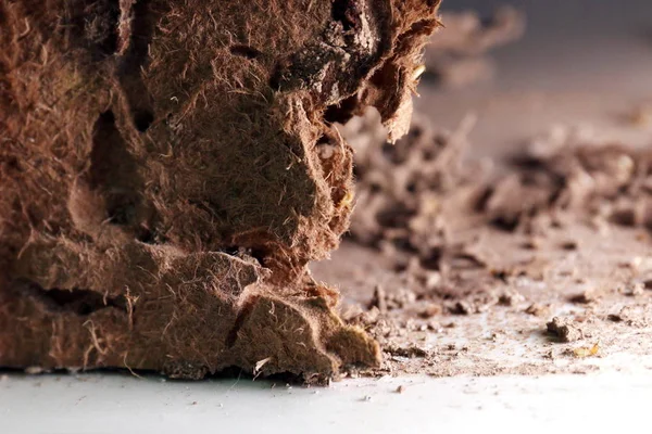 termite nest, background of nest termite, damaged wooden eaten by termite or white ant (selective focus)