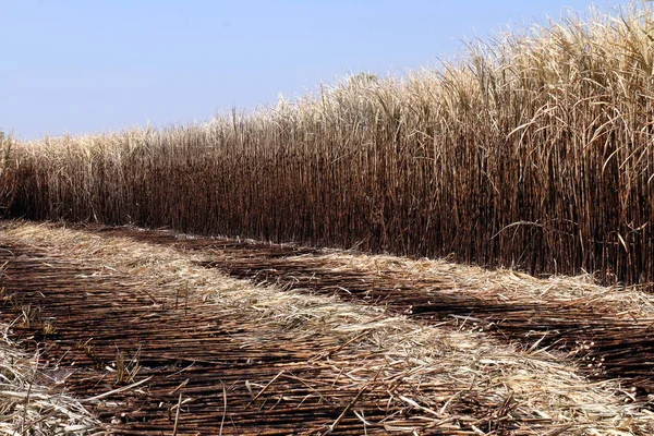 Hasat Için Arka Plan Resmi Şeker Kamışı Çiftçi Farm Şeker — Stok fotoğraf